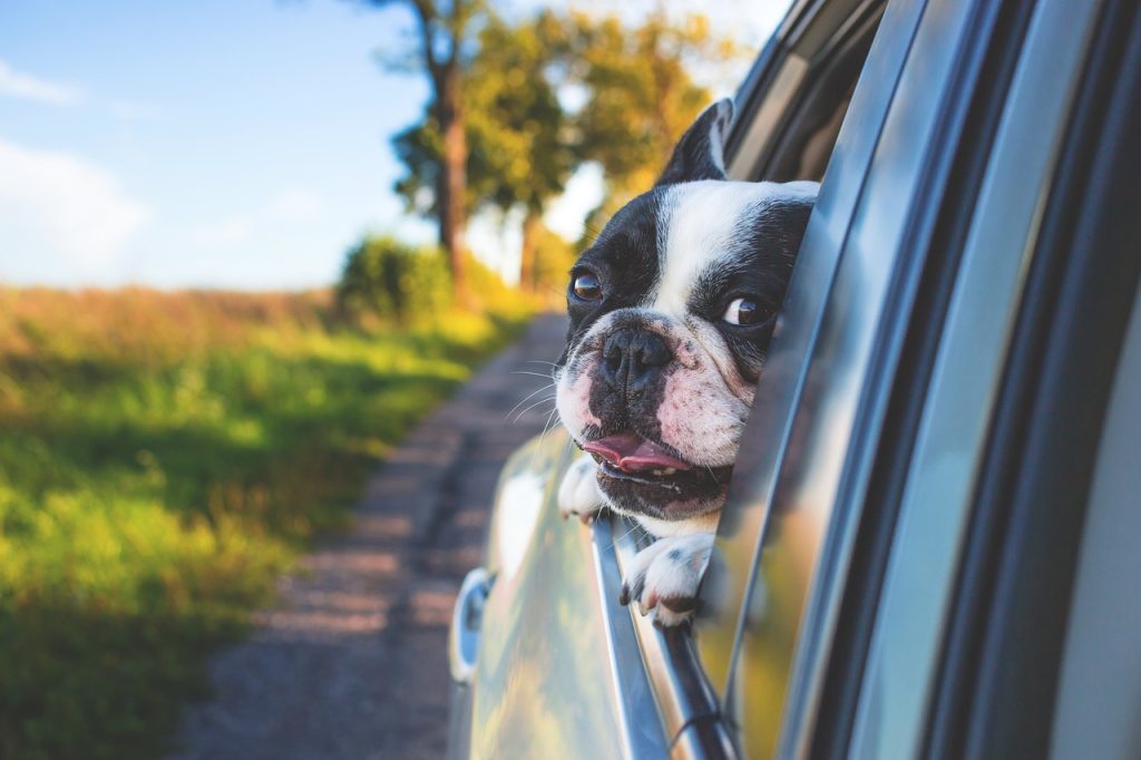 Super cute black and white Frenchie sticking their head of of the back  passenger car window on a road trip.